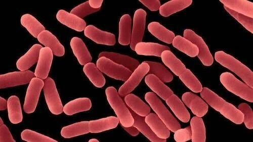 nuevas-funciones-agente-biocontrol|Diego Romero